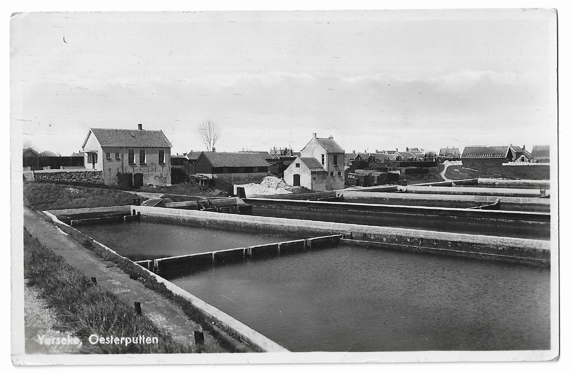 Yerseke, Oesterputten