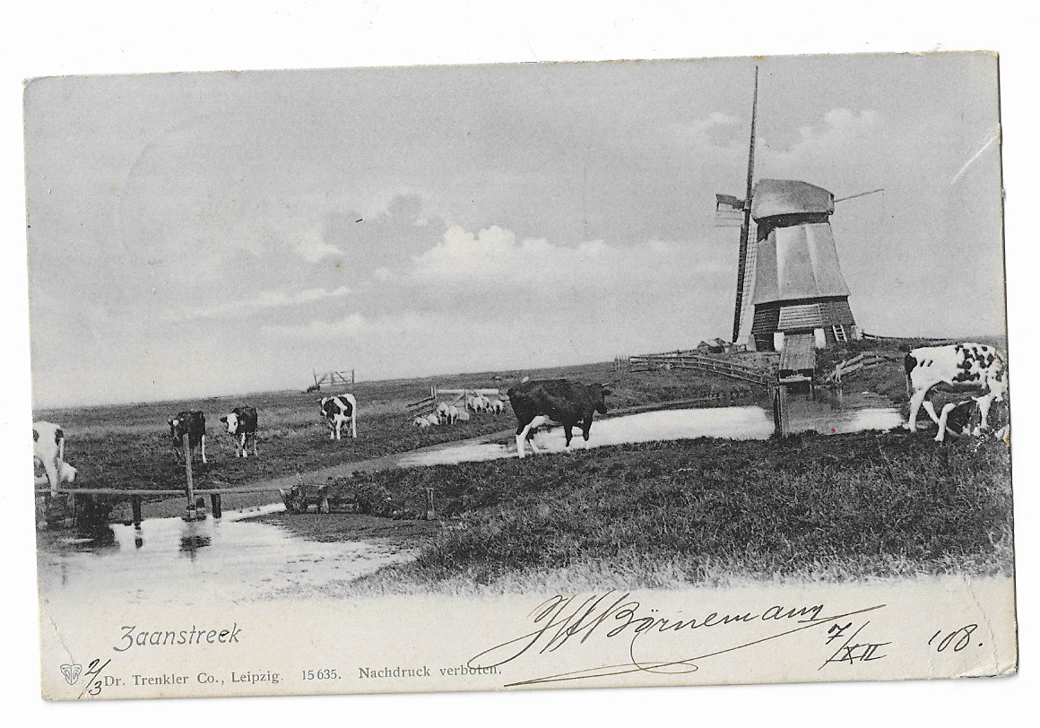 Zaanstreek, Molen met Koeien
