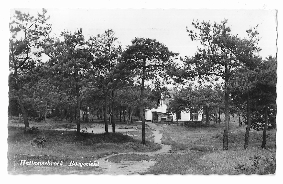 Hattemerbroek, Bosgezicht