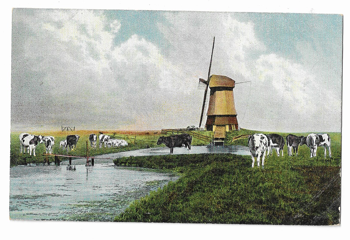 Zaanstreek, Molen met koeien