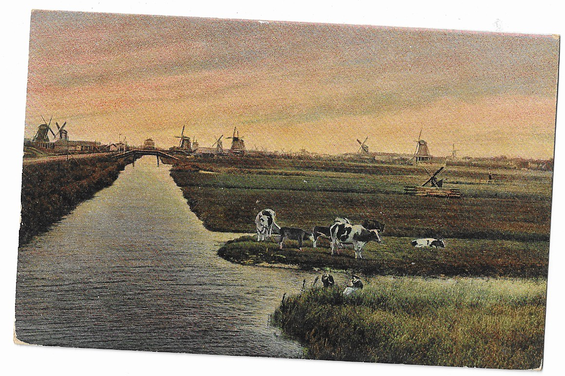 Zaanstreek,Molens met koeien